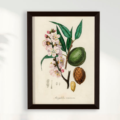 Quadro a amêndoa Vintage