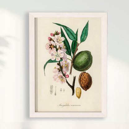Quadro a amêndoa Vintage
