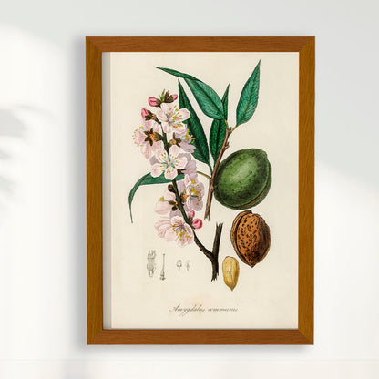 Quadro a amêndoa Vintage