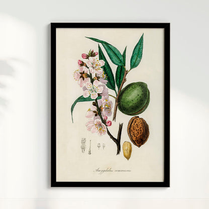Quadro a amêndoa Vintage