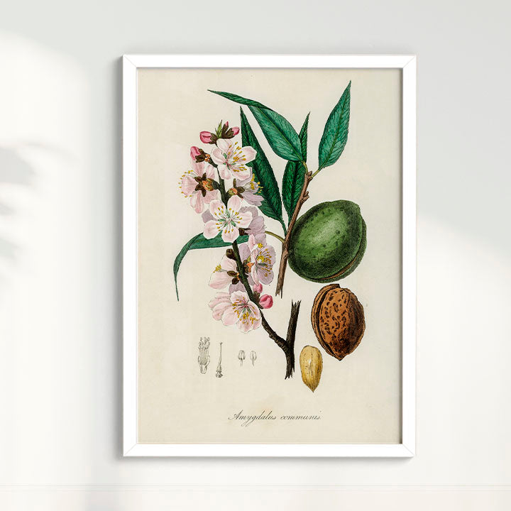 Quadro a amêndoa Vintage