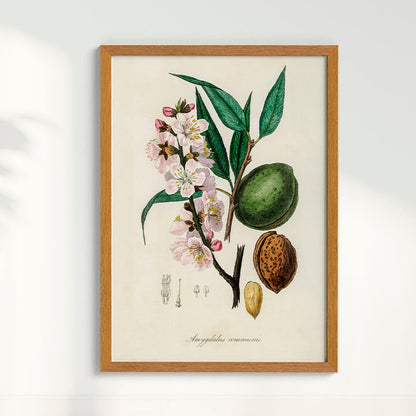 Quadro a amêndoa Vintage