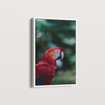 Quadro Zoologico 347 Arara Vermelha Por Thales Antonio