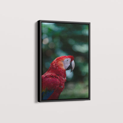 Quadro Zoologico 347 Arara Vermelha Por Thales Antonio
