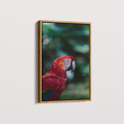 Quadro Zoologico 347 Arara Vermelha Por Thales Antonio