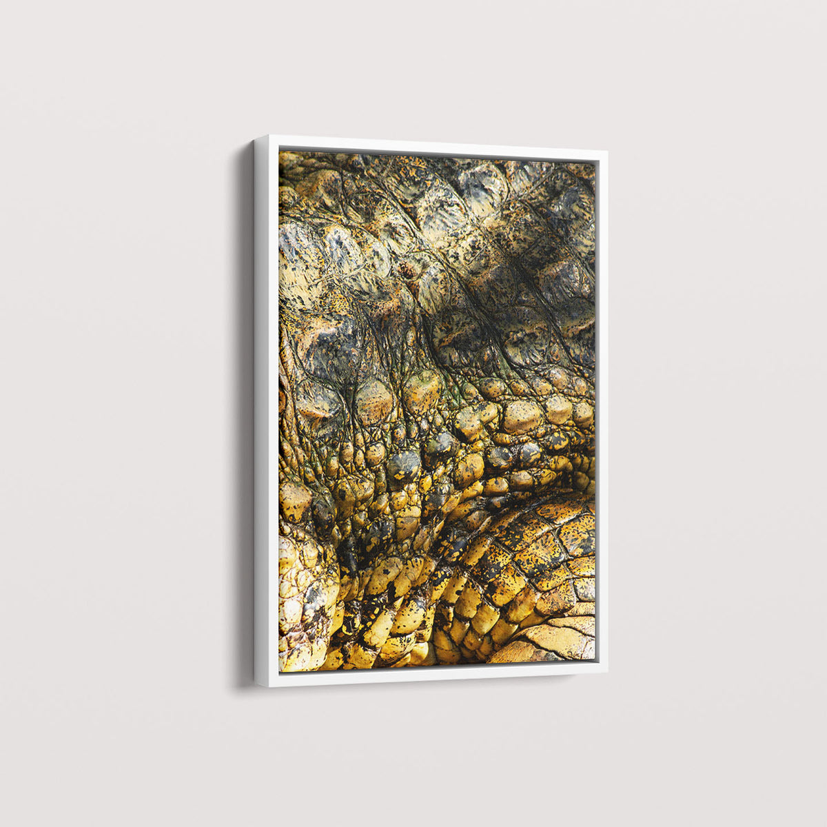 Quadro Zoologico 723 Por Thales Antonio