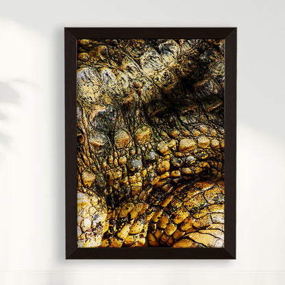 Quadro Zoologico 723 Por Thales Antonio