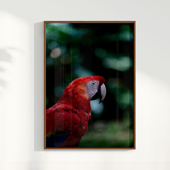 Quadro Zoologico 347 Arara Vermelha Por Thales Antonio