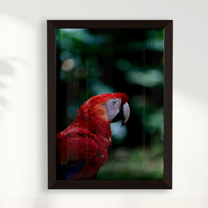 Quadro Zoologico 347 Arara Vermelha Por Thales Antonio