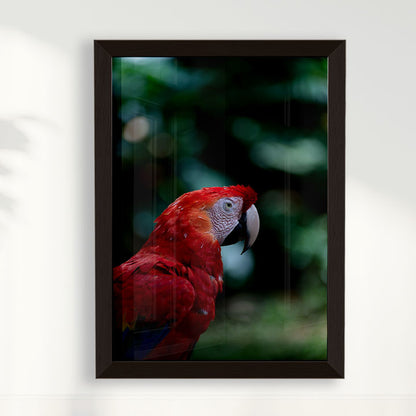 Quadro Zoologico 347 Arara Vermelha Por Thales Antonio