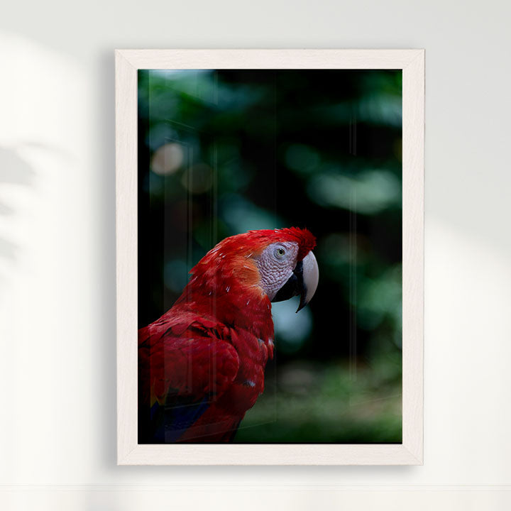 Quadro Zoologico 347 Arara Vermelha Por Thales Antonio