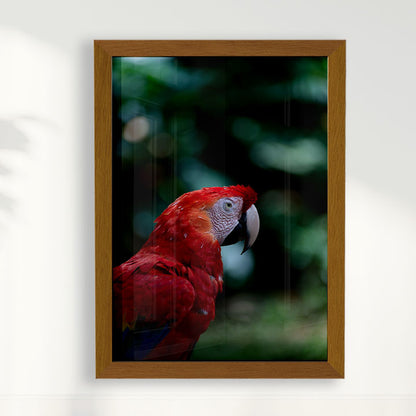 Quadro Zoologico 347 Arara Vermelha Por Thales Antonio