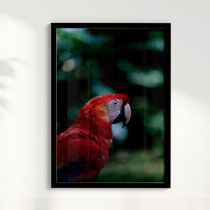 Quadro Zoologico 347 Arara Vermelha Por Thales Antonio
