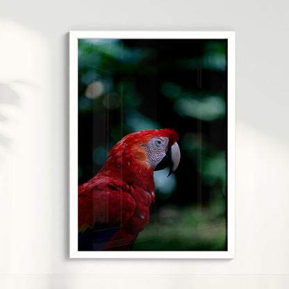 Quadro Zoologico 347 Arara Vermelha Por Thales Antonio