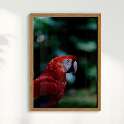 Quadro Zoologico 347 Arara Vermelha Por Thales Antonio