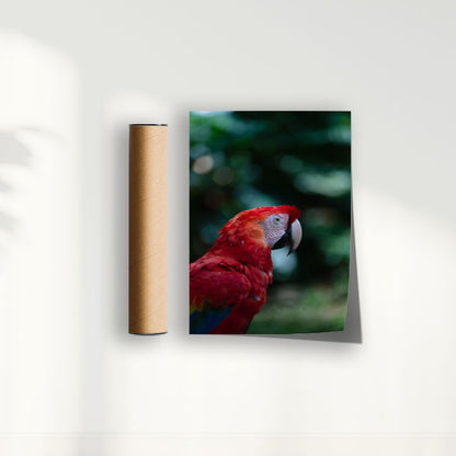 Quadro Zoologico 347 Arara Vermelha Por Thales Antonio