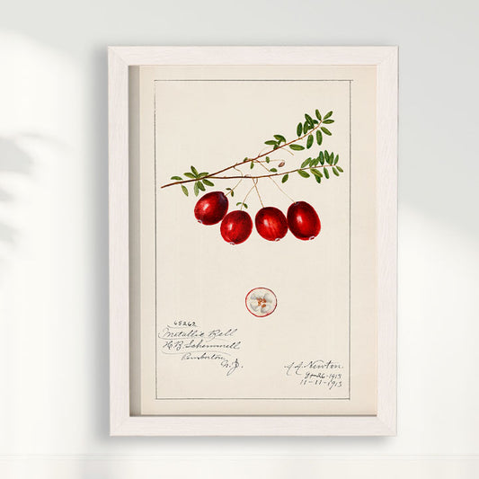 Quadro Cranberry Vintage