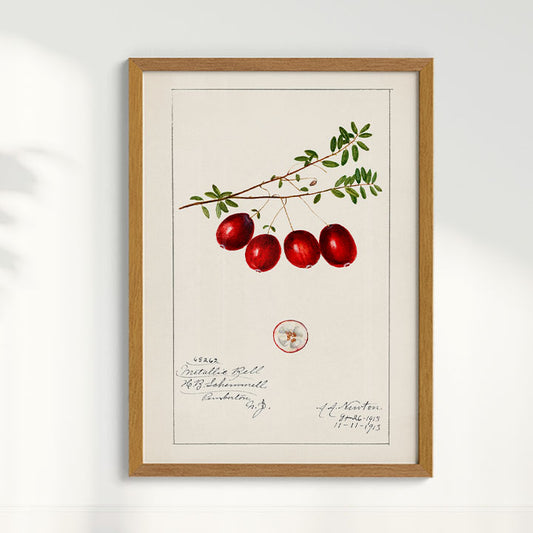 Quadro Cranberry Vintage