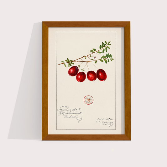 Cranberry Vintage