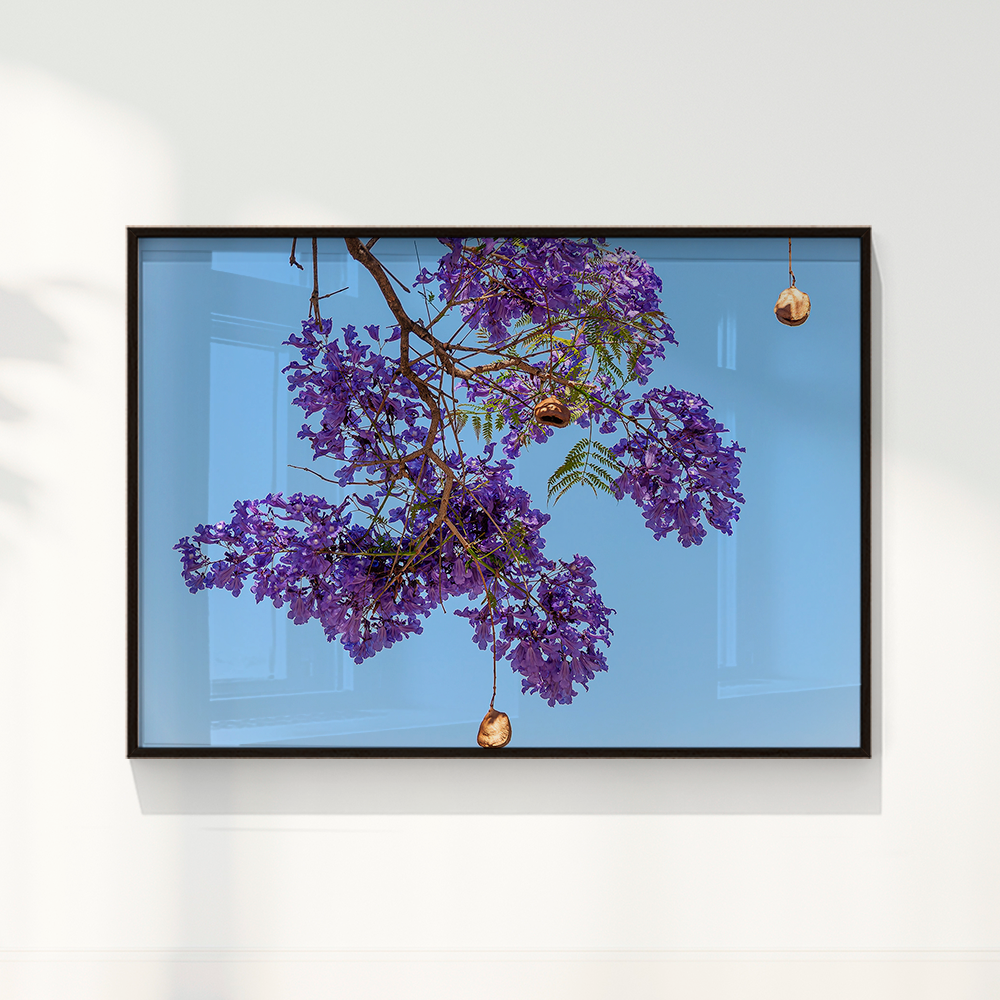 Quadro Flor de Jacarandá por Vanessa Zago