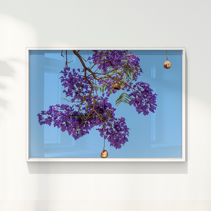 Quadro Flor de Jacarandá por Vanessa Zago