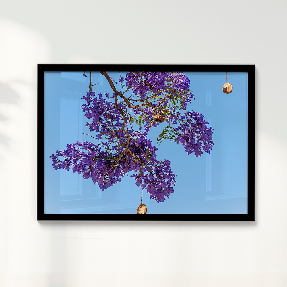 Quadro Flor de Jacarandá por Vanessa Zago