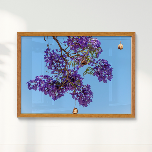 Quadro Flor de Jacarandá por Vanessa Zago