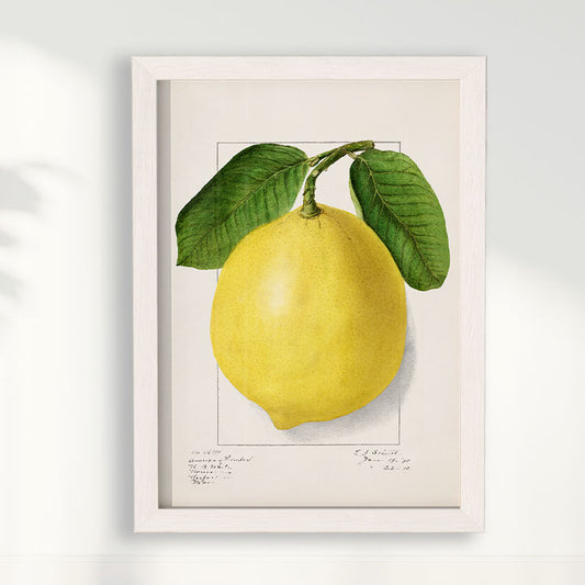 Quadro Limão Siciliano vintage