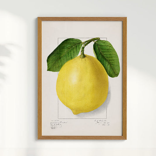 Quadro Limão Siciliano vintage