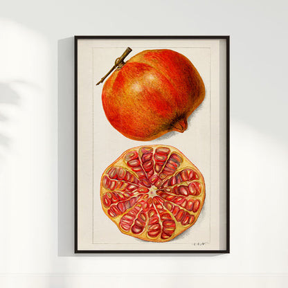 Quadro Romã Vintage