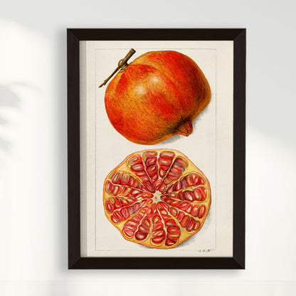Quadro Romã Vintage