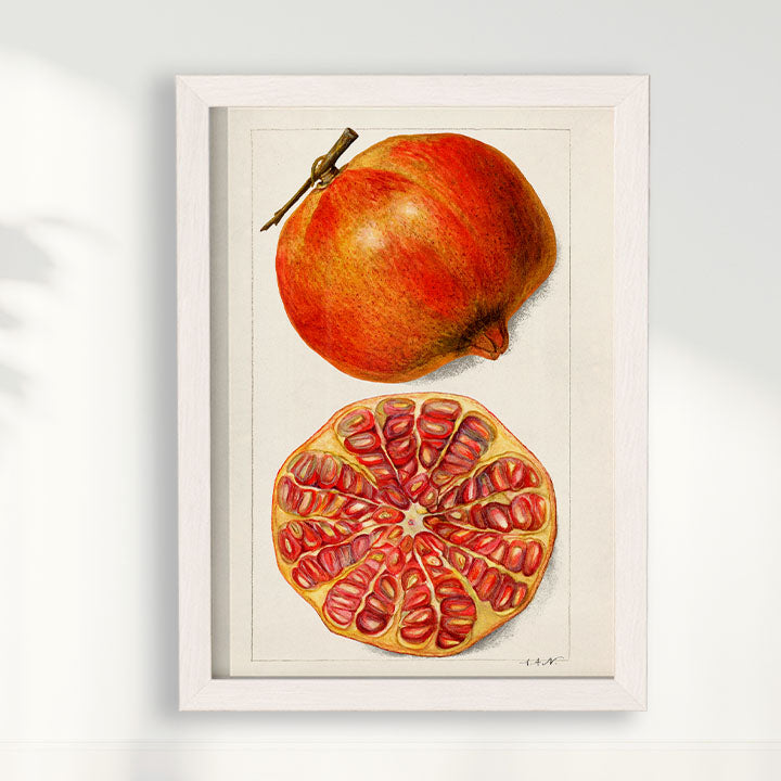 Quadro Romã Vintage