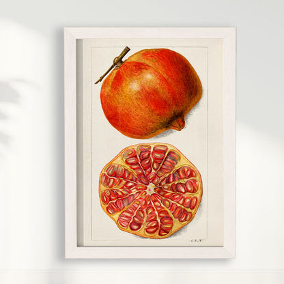 Quadro Romã Vintage