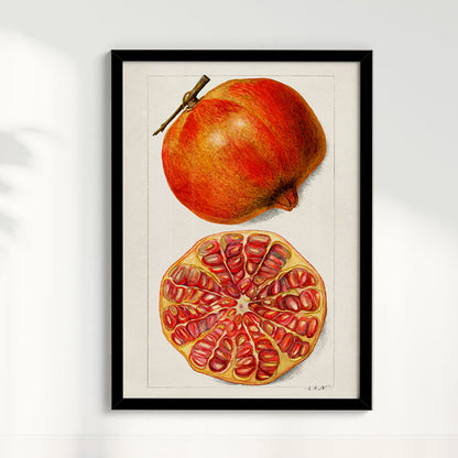 Quadro Romã Vintage