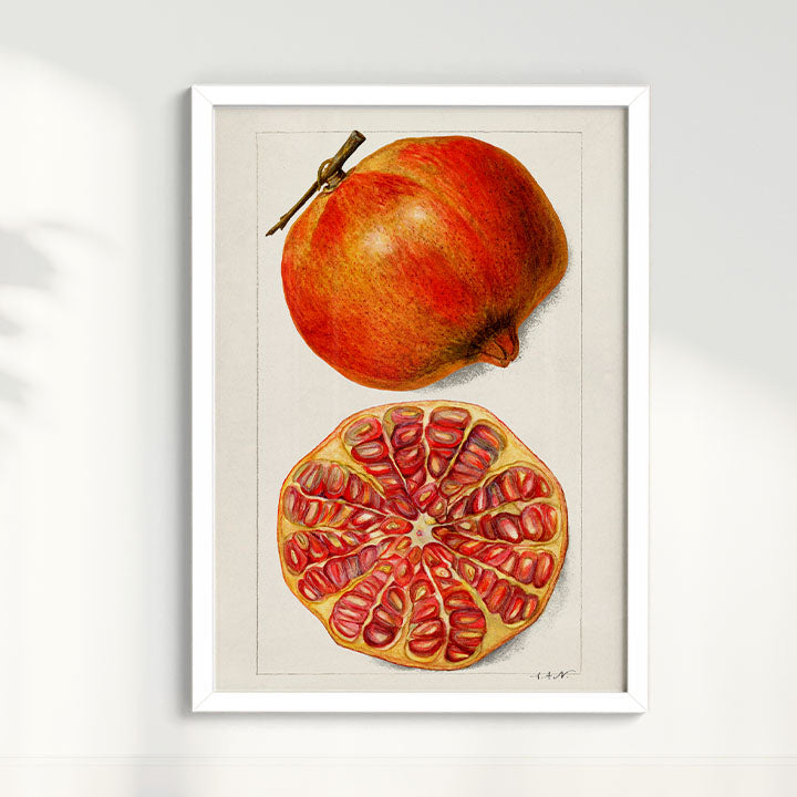 Quadro Romã Vintage