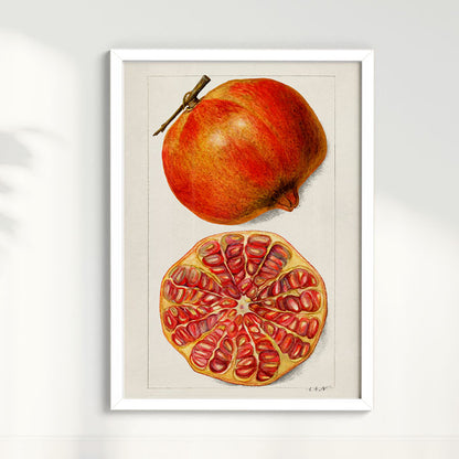 Quadro Romã Vintage