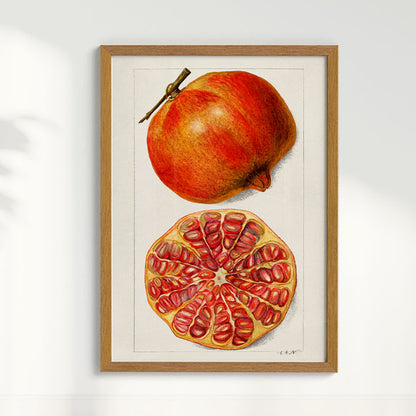 Quadro Romã Vintage