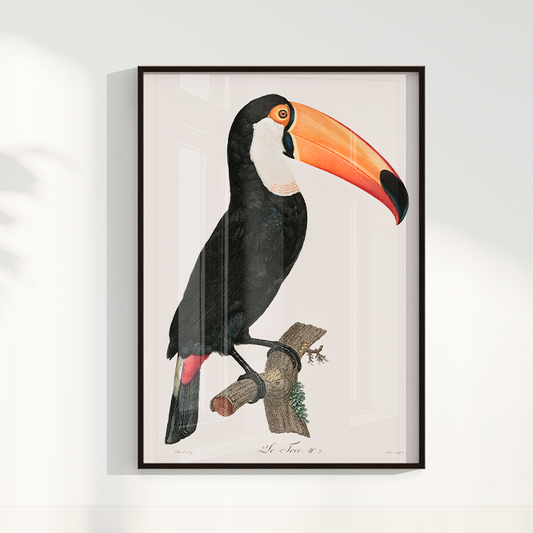 Desenho tucano vintage