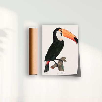 Desenho tucano vintage