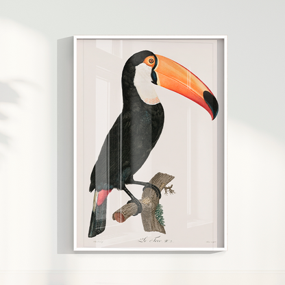 Desenho tucano vintage