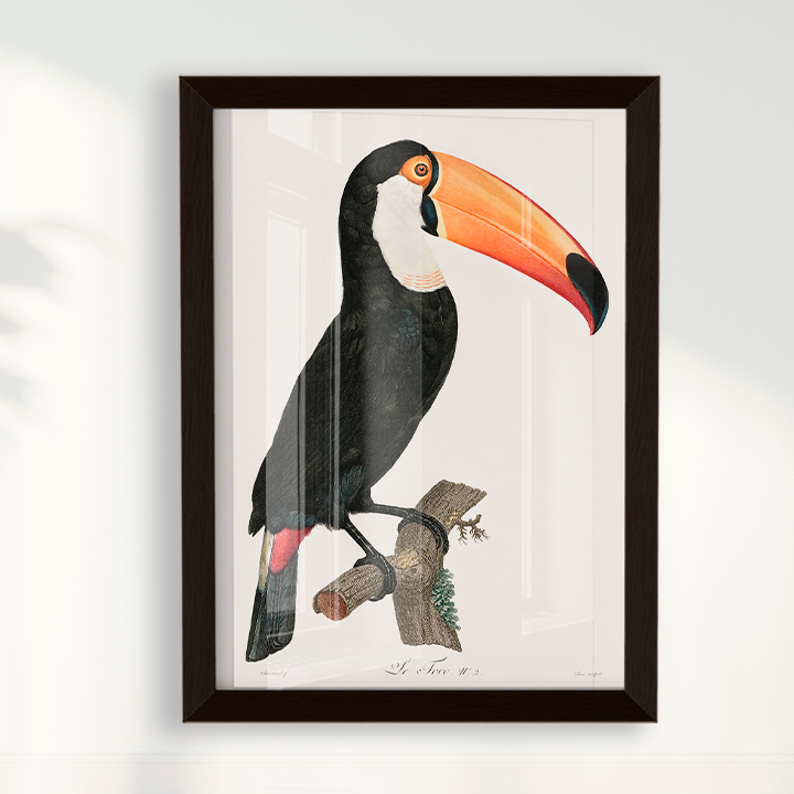 Desenho tucano vintage