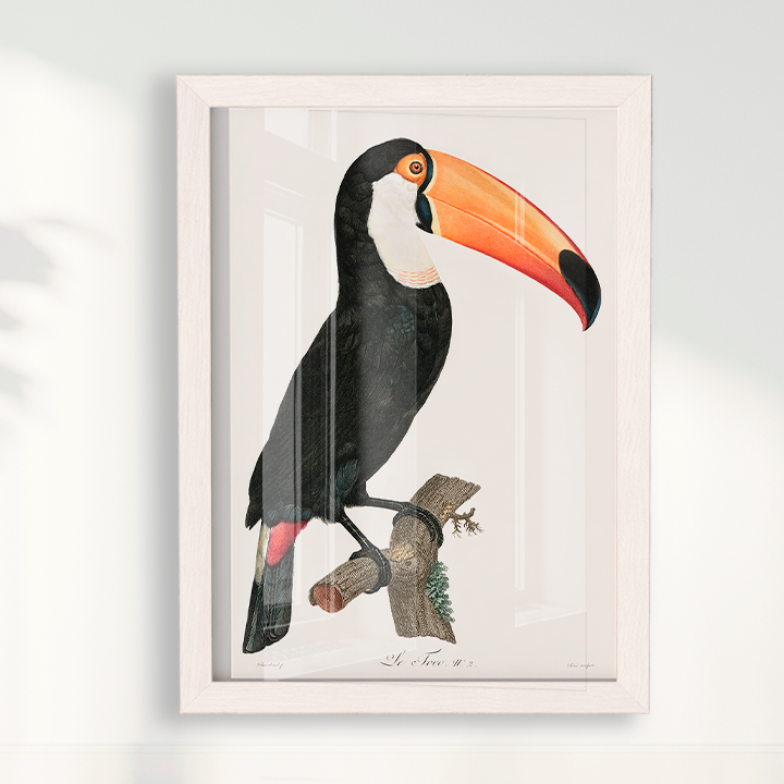 Desenho tucano vintage