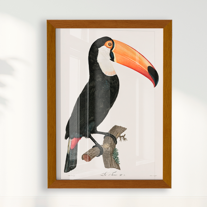 Desenho tucano vintage