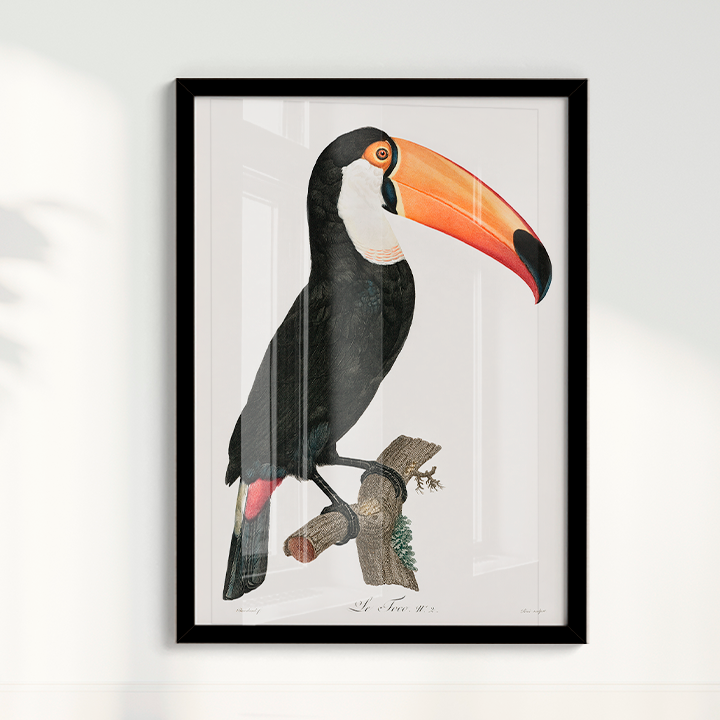 Desenho tucano vintage