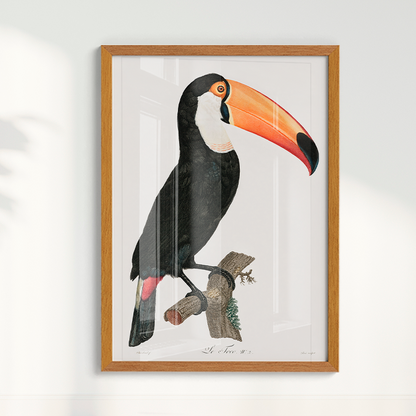 Desenho tucano vintage