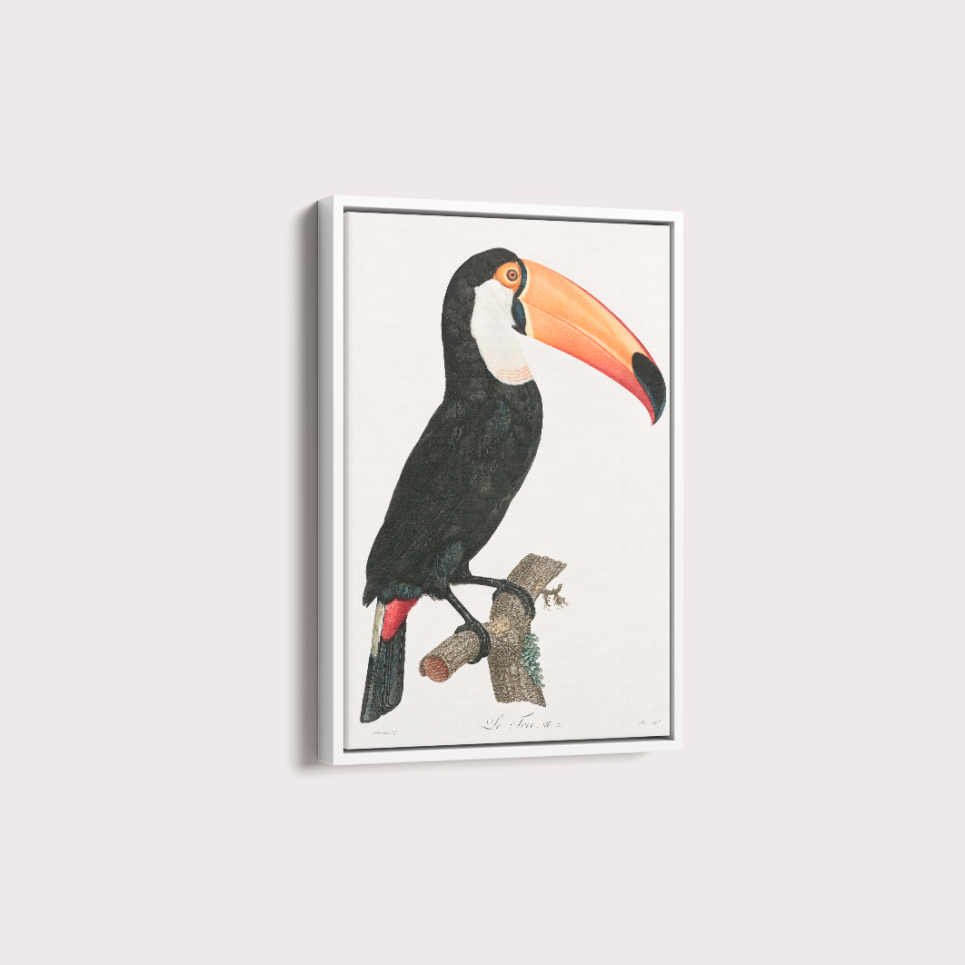 Desenho tucano vintage