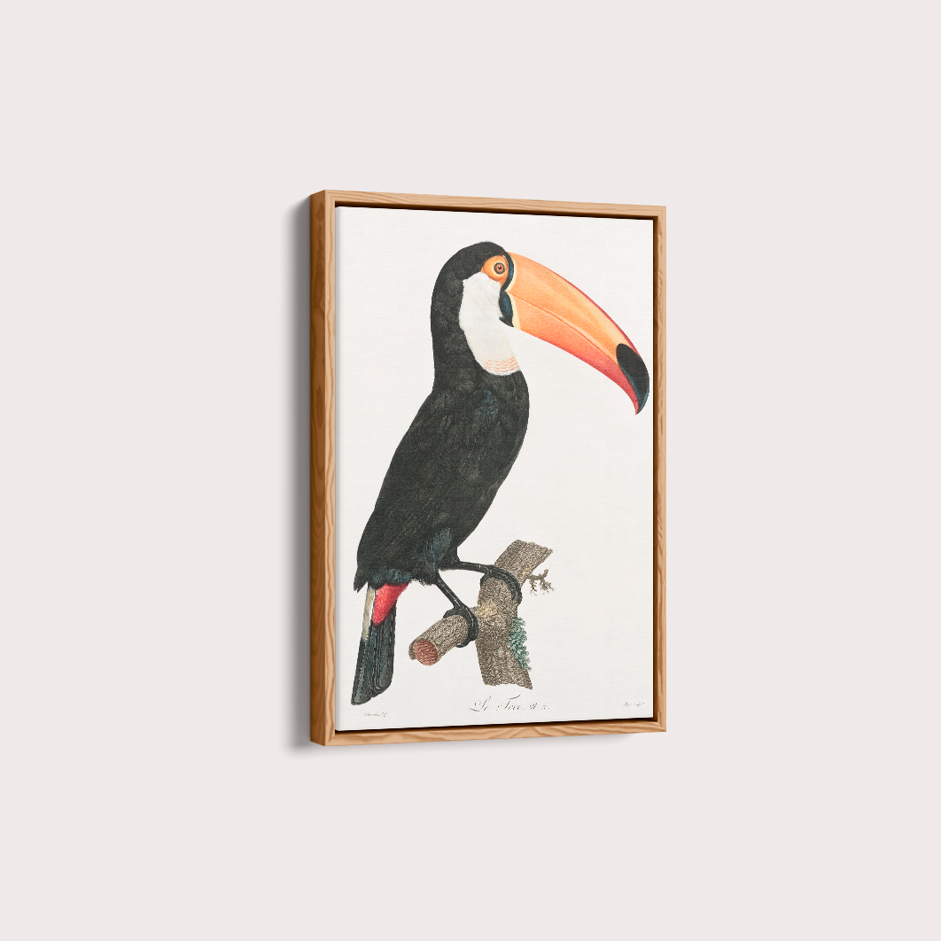 Desenho tucano vintage
