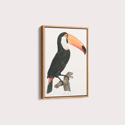 Desenho tucano vintage