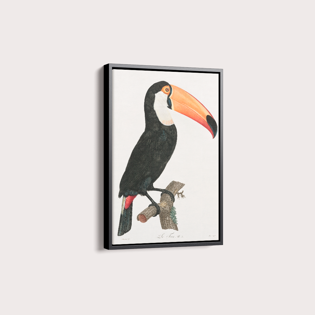 Desenho tucano vintage