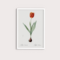 Tulipa II